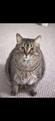 Lost Male Cat last seen Near Central Park Way , Superior, CO 80027