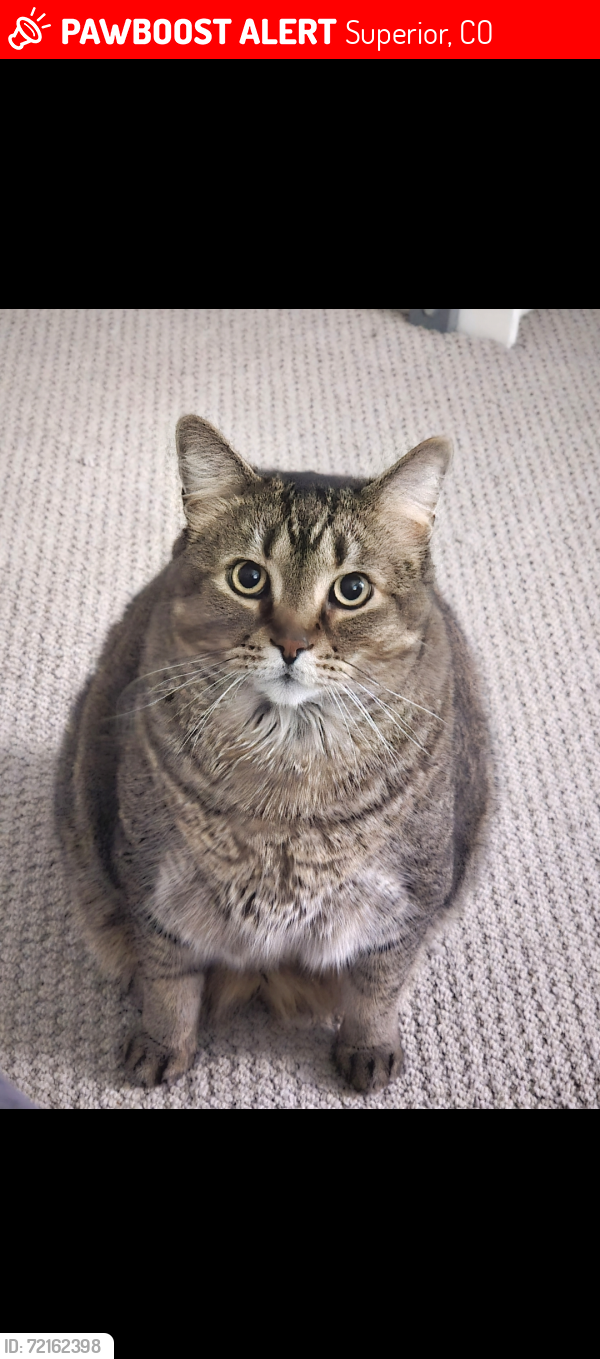 Lost Male Cat last seen Near Central Park Way, Superior, CO 80027