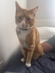 Lost Male Cat last seen Cape may apmts , Temecula, CA 92591