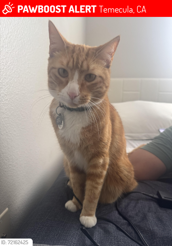 Lost Male Cat last seen Cape may apmts , Temecula, CA 92591
