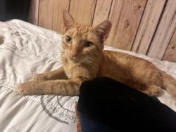 Lost Male Cat last seen Brookside nd commerce, Indianapolis, IN 46201