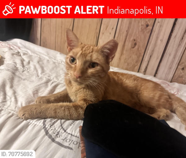 Lost Male Cat last seen Brookside nd commerce, Indianapolis, IN 46201
