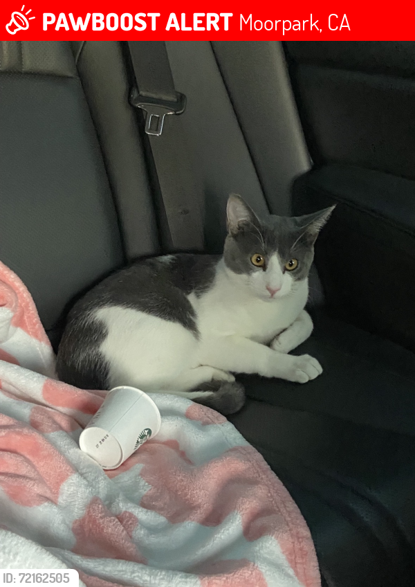 Lost Male Cat last seen walnut canyon road and high street, Moorpark, CA 93021