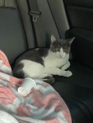 Lost Male Cat last seen walnut canyon road and high street, Moorpark, CA 93021