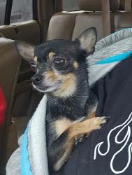 Lost Male Dog last seen Near pearhaven Lane , Gainesville, GA 30504