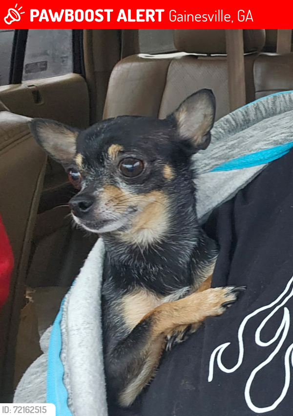 Lost Male Dog last seen Near pearhaven Lane , Gainesville, GA 30504