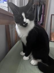 Lost Female Cat last seen upper thorpe road, South Yorkshire, England S3 7GS