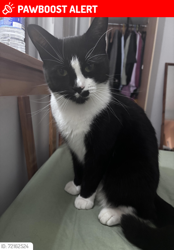 Lost Female Cat last seen upper thorpe road, South Yorkshire, England S3 7GS