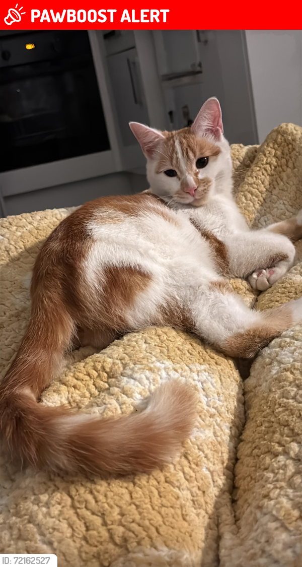 Lost Male Cat last seen upper thorpe road, South Yorkshire, England S3 7GS