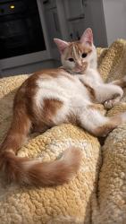 Lost Male Cat last seen upper thorpe road, South Yorkshire, England S3 7GS