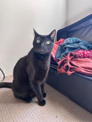 Lost Male Cat last seen Meadow crescent and Bank st, Meadowbank, NSW 2114