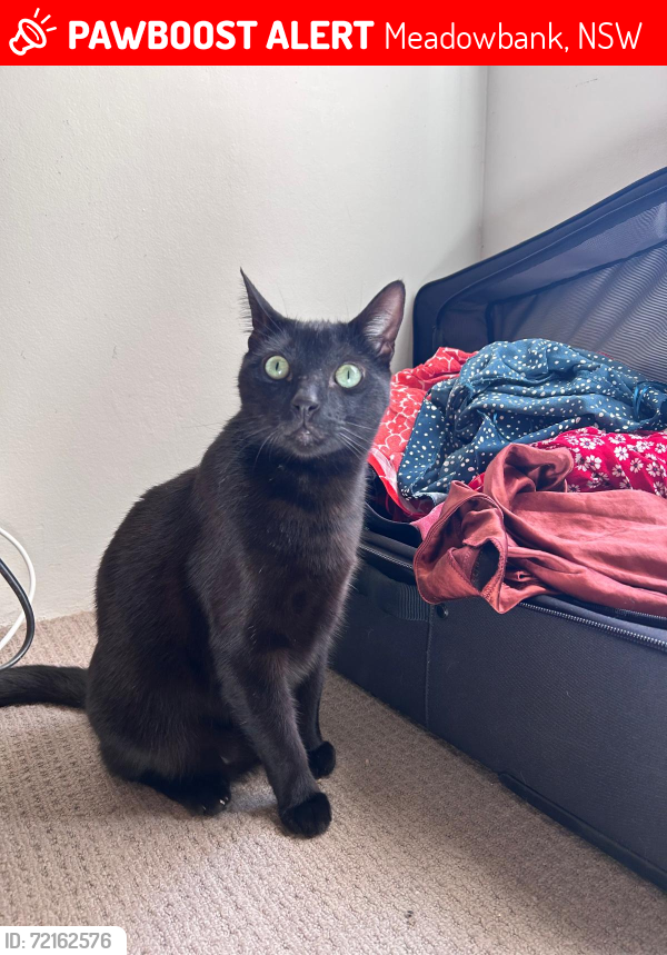 Lost Male Cat last seen Meadow crescent and Bank st, Meadowbank, NSW 2114