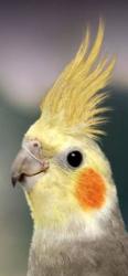 Lost Unknown Bird last seen Masterton place in the Hunt club Cranbourne vic 3977, Cranbourne East, VIC 3977