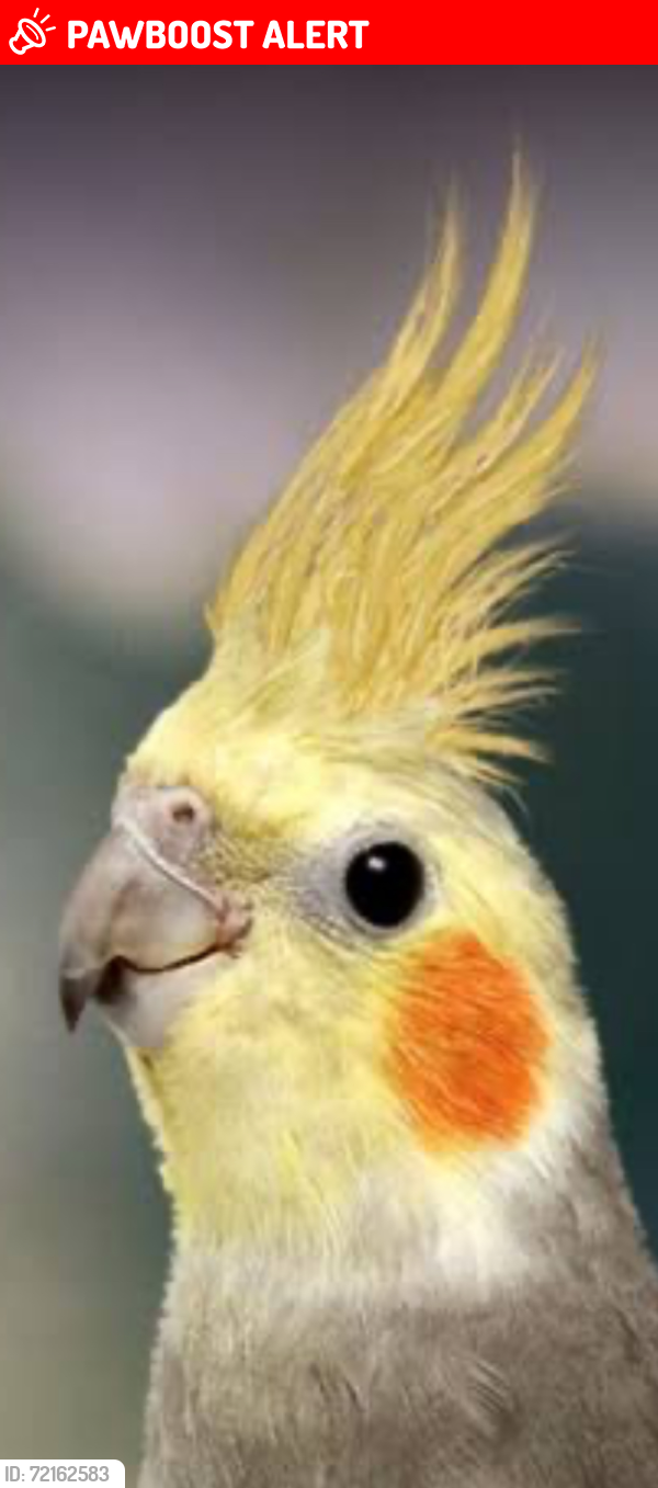 Lost Unknown Bird last seen Masterton place in the Hunt club Cranbourne vic 3977, Cranbourne East, VIC 3977