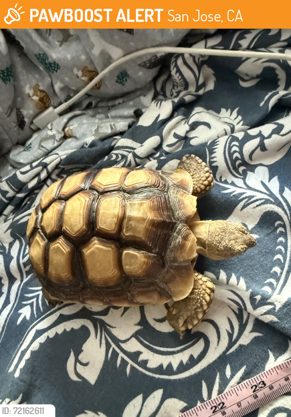 Found/Stray Unknown Reptile last seen Found on Fruitdale near Thornton & Bascom, San Jose, CA 95128