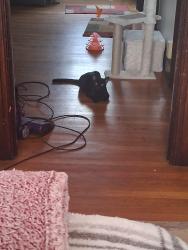 Lost Male Cat last seen Near mary street charleston wv , Charleston, WV 25302