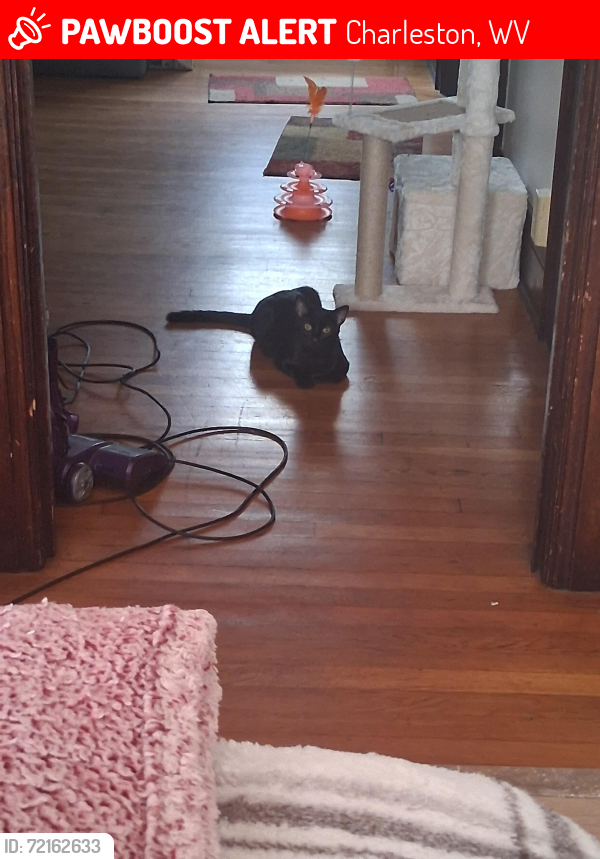 Lost Male Cat last seen Near mary street charleston wv , Charleston, WV 25302