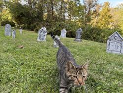 Lost Male Cat last seen Dry Ridge Road, Dry Ridge, OH 45252
