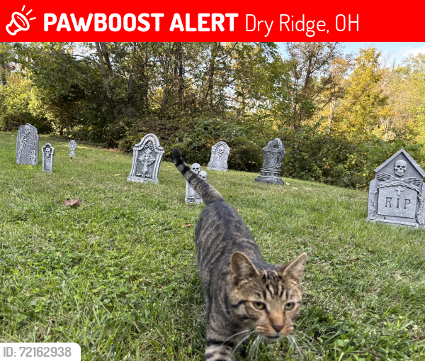 Lost Male Cat last seen Dry Ridge Road, Dry Ridge, OH 45252