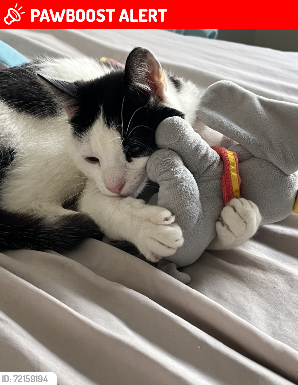Lost Male Cat last seen Fenwick road , North East Lincolnshire, England DN33