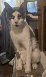 Lost Male Cat last seen Orange Ave/11th St, Fort Pierce, FL 34950