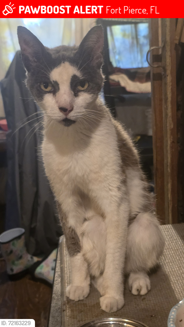 Lost Male Cat last seen Orange Ave/11th St, Fort Pierce, FL 34950