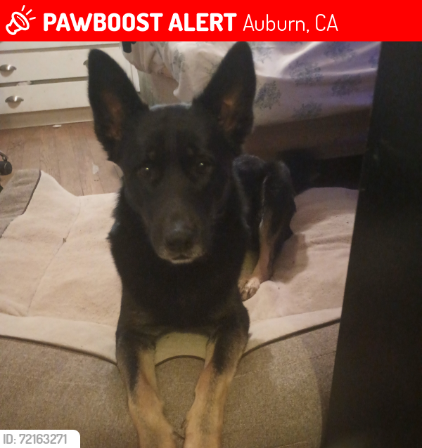 Lost Male Dog last seen Kenmass Ave/High St, Auburn, CA 95603