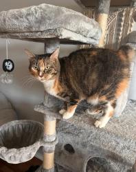 Lost Female Cat last seen Cloudy brook, green valley elementary, Schertz, TX 78154