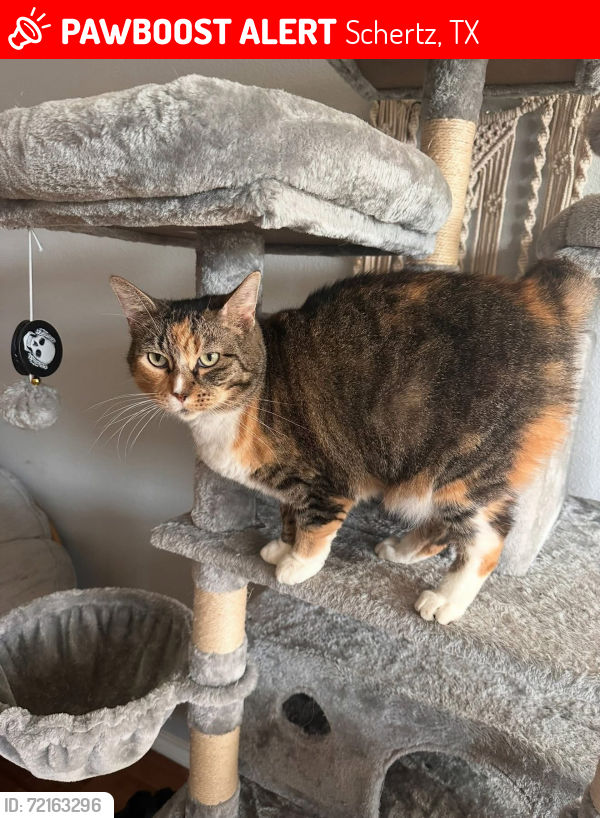 Lost Female Cat last seen Cloudy brook, green valley elementary, Schertz, TX 78154