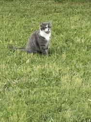 Lost Female Cat last seen Woodman and Hungary Rd , Henrico, VA 23228