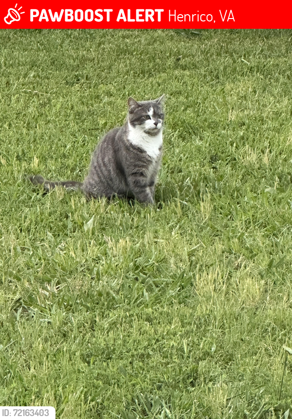 Lost Female Cat last seen Woodman and Hungary Rd, Henrico, VA 23228