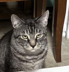 Lost Male Cat last seen McPherson place , Penticton ave . , Penticton, BC V2A 3Y4
