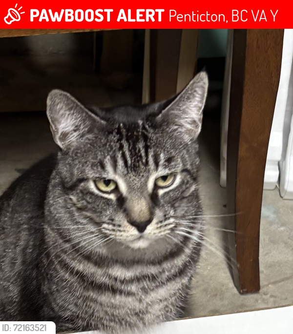 Lost Male Cat last seen McPherson place , Penticton ave . , Penticton, BC V2A 3Y4