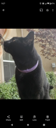 Lost Male Cat last seen Near Golden sky Way San Diego CA 92154, San Diego, CA 92154
