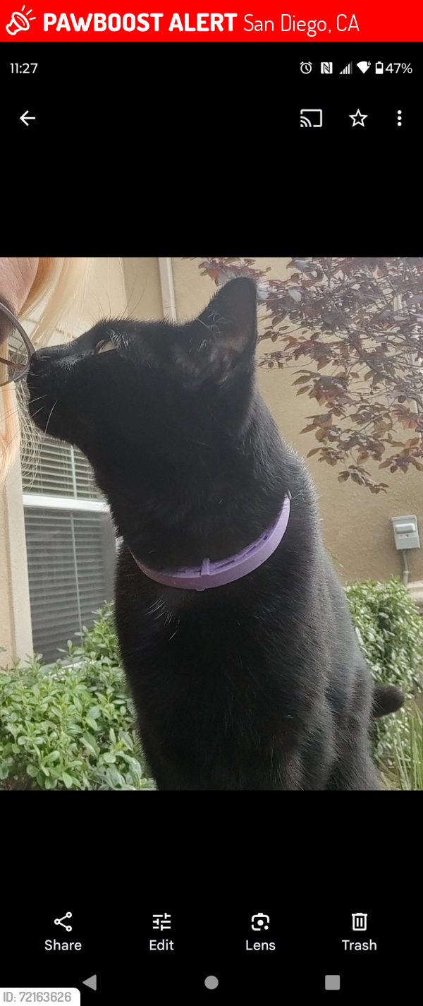 Lost Male Cat last seen Near Golden sky Way San Diego CA 92154, San Diego, CA 92154