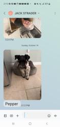 Lost Male Dog last seen HUNT ROAD / RAMSEY BRIDGE ROAD, Cleveland, TN 37323