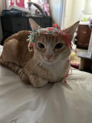 Lost Male Cat last seen Sierra way, 40th, San Bernardino, CA 92404