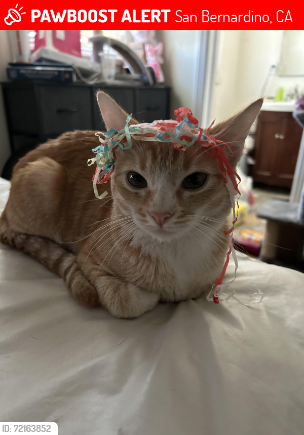 Lost Male Cat last seen Sierra way, 40th, San Bernardino, CA 92404