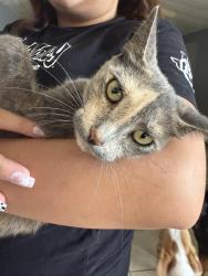 Lost Female Cat last seen El Mar Seabrook Texas, Seabrook, TX 77586