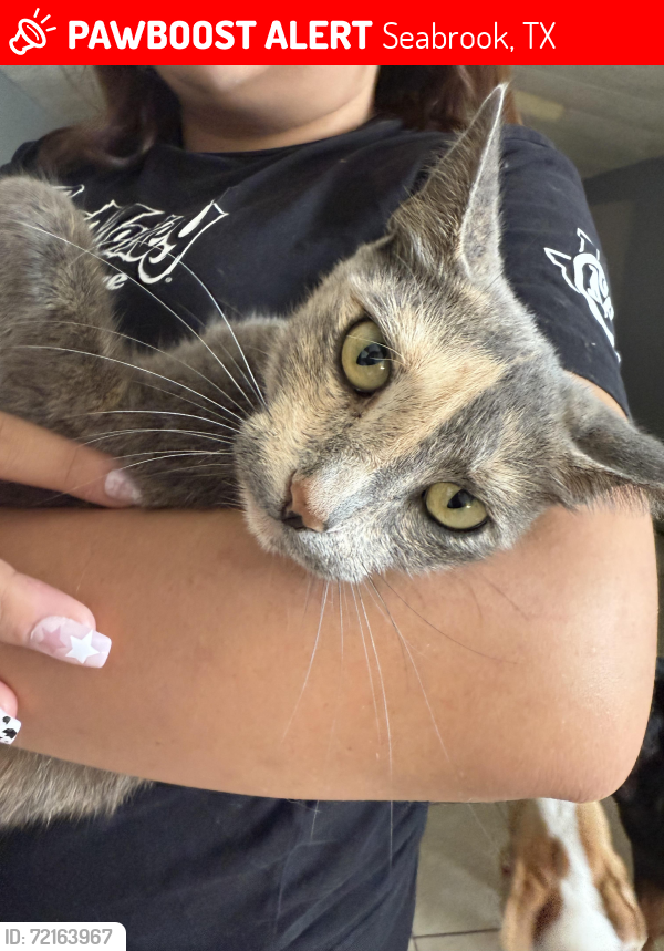 Lost Female Cat last seen El Mar Seabrook Texas, Seabrook, TX 77586