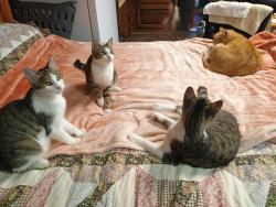 Lost Female Cat last seen Big Door Vineyards , White, GA 30184