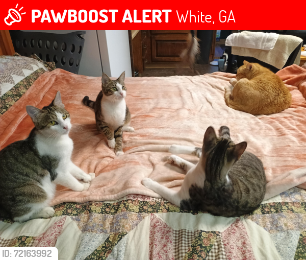 Lost Female Cat last seen Big Door Vineyards , White, GA 30184