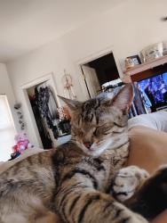 Lost Female Cat last seen Caddie, Bryan Ct. ,Derby CT t. NW, Albuquerque, NM 87114
