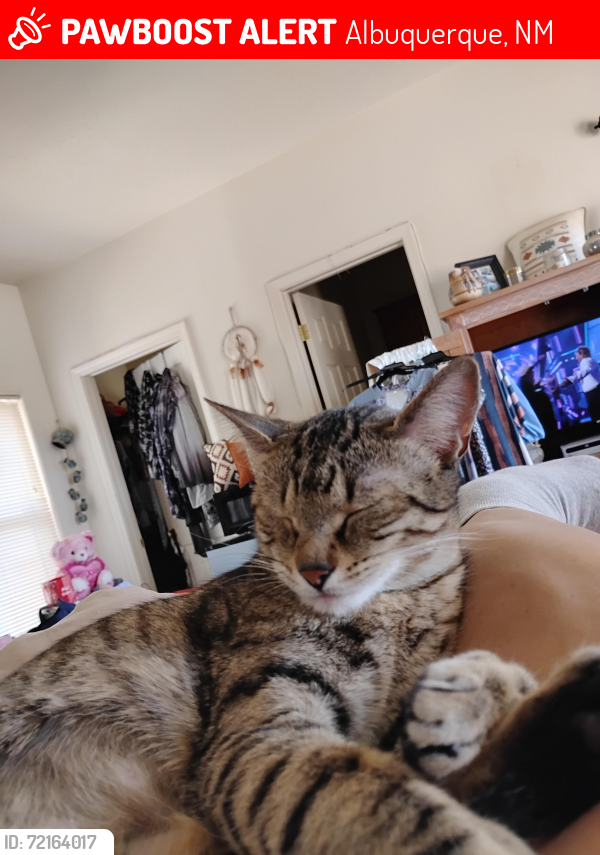 Lost Female Cat last seen Caddie, Bryan Ct. ,Derby CT t. NW, Albuquerque, NM 87114
