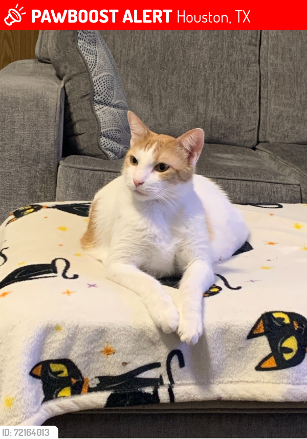 Lost Male Cat last seen Sagecastle and Sagecountry in Sagemeadow, Houston, TX 77089