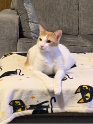 Lost Male Cat last seen Sagecastle and Sagecountry in Sagemeadow, Houston, TX 77089