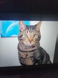 Lost Male Cat last seen Helix Street and Lamar, Spring Valley, CA 91977