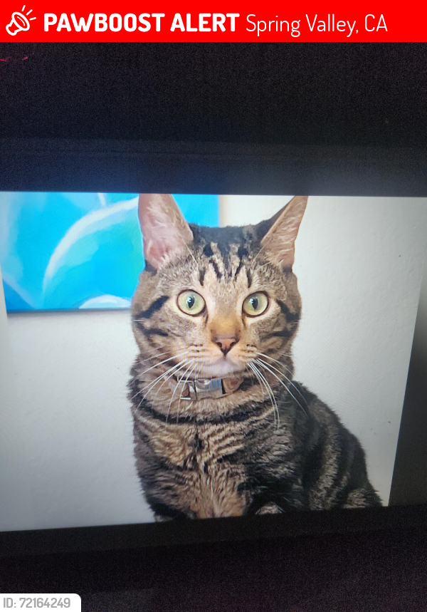 Lost Male Cat last seen Helix Street and Lamar, Spring Valley, CA 91977