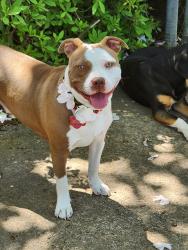 Lost Female Dog last seen I95, Wade, NC 28395