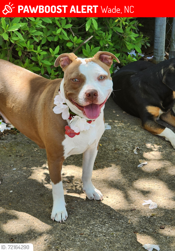 Lost Female Dog last seen I95, Wade, NC 28395
